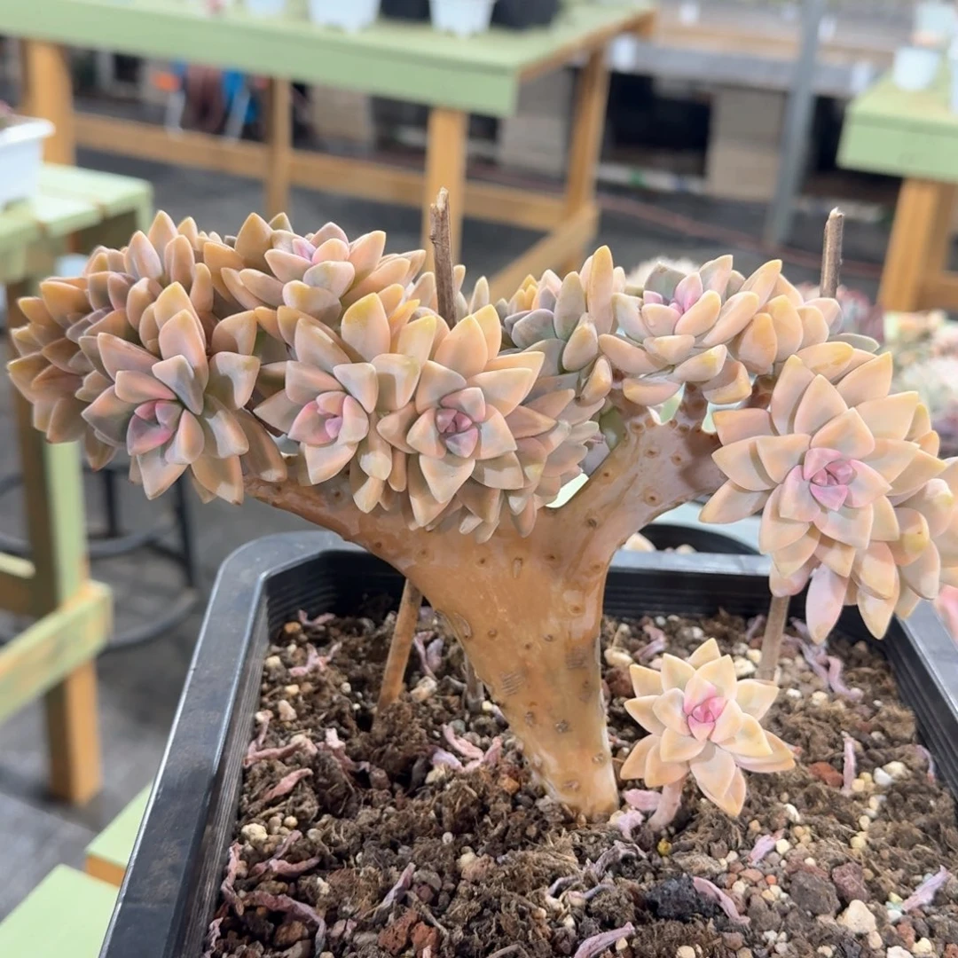 淡雪锦缀，锦上园艺