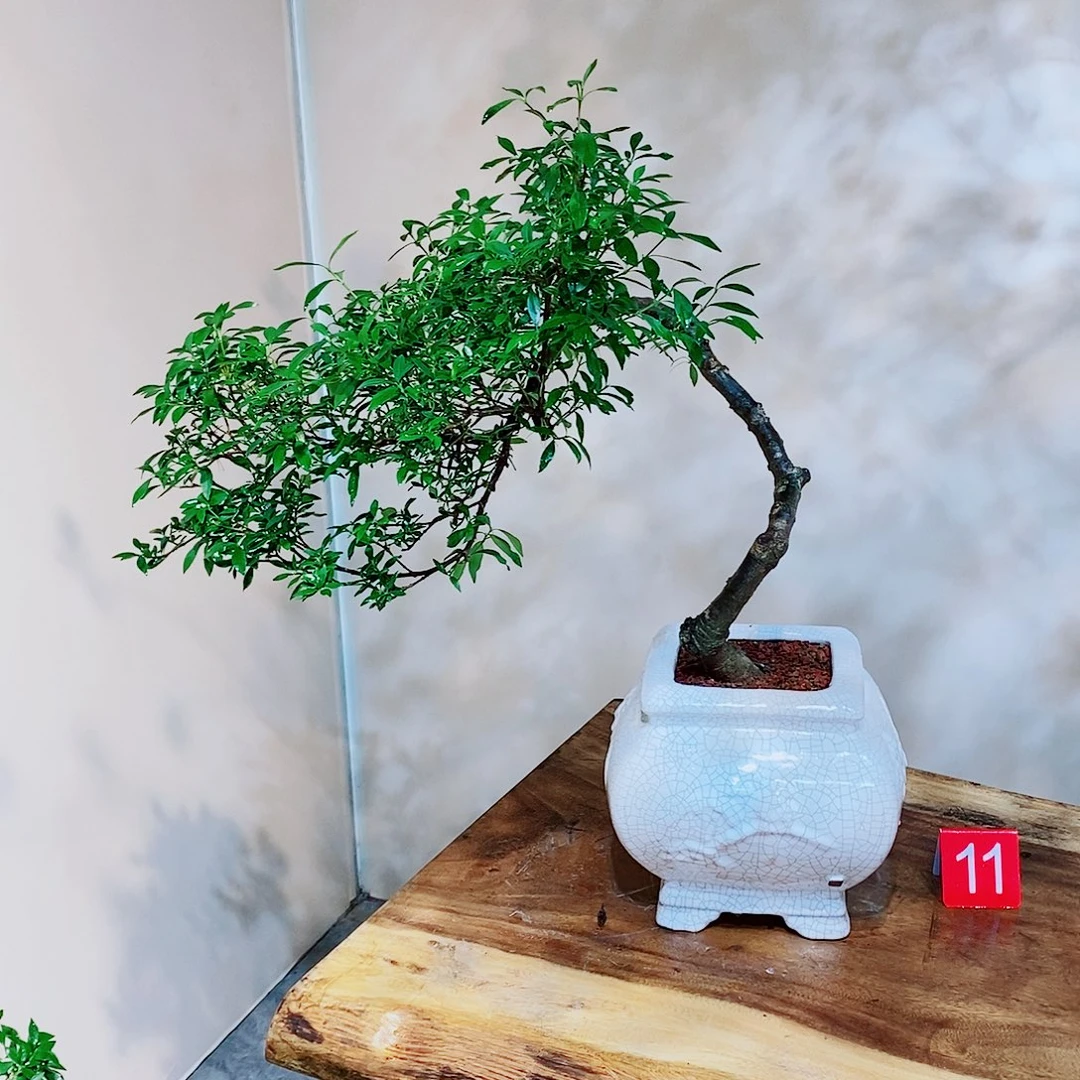 ?*晨四季揽叶一物一拍