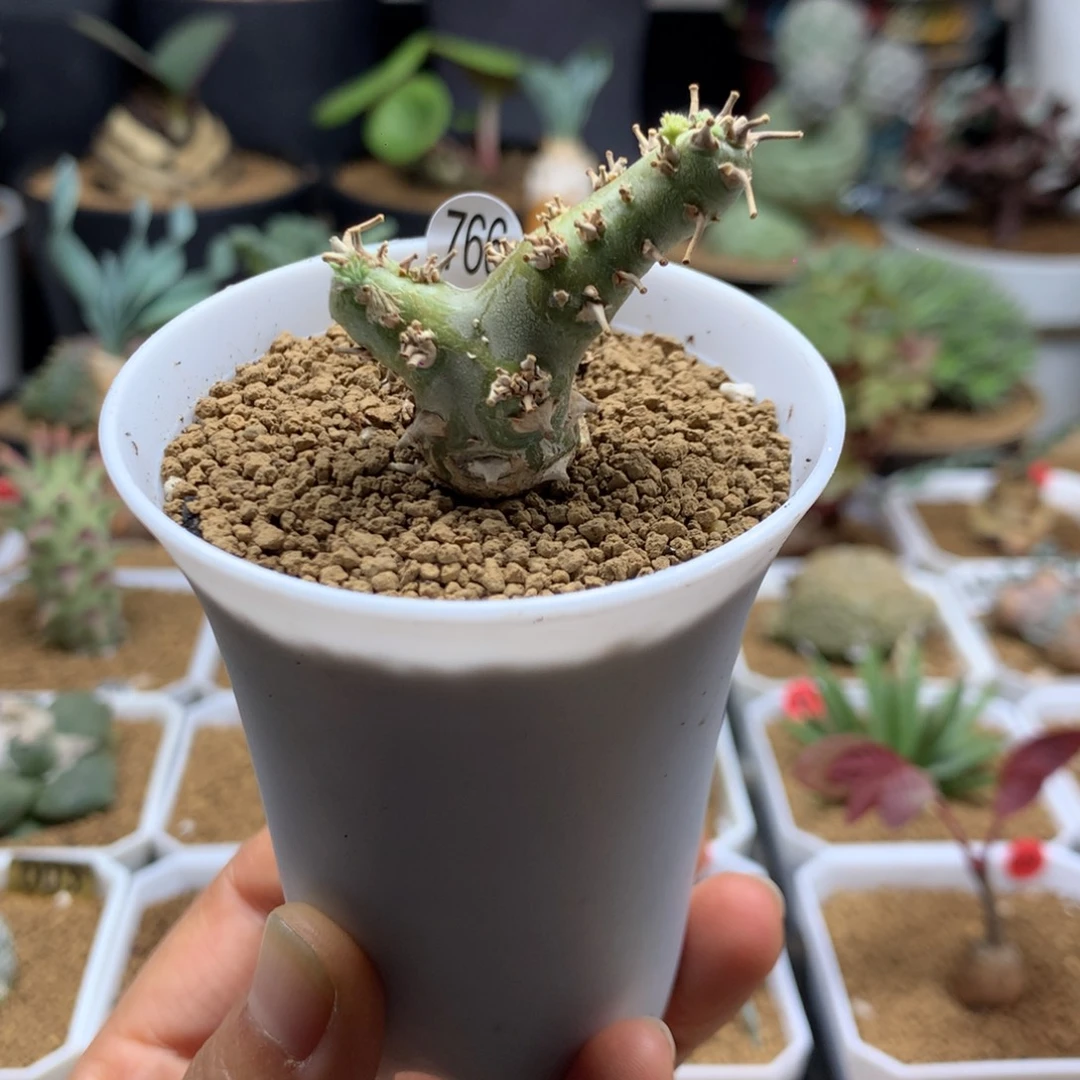 白皮月界带盆母本766