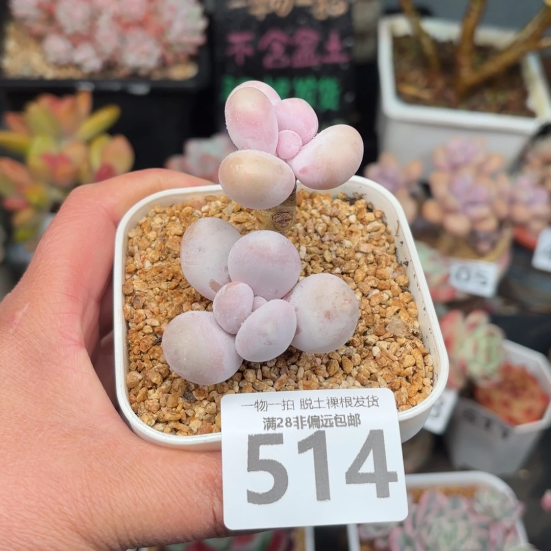 奶酪双头无盆土发货