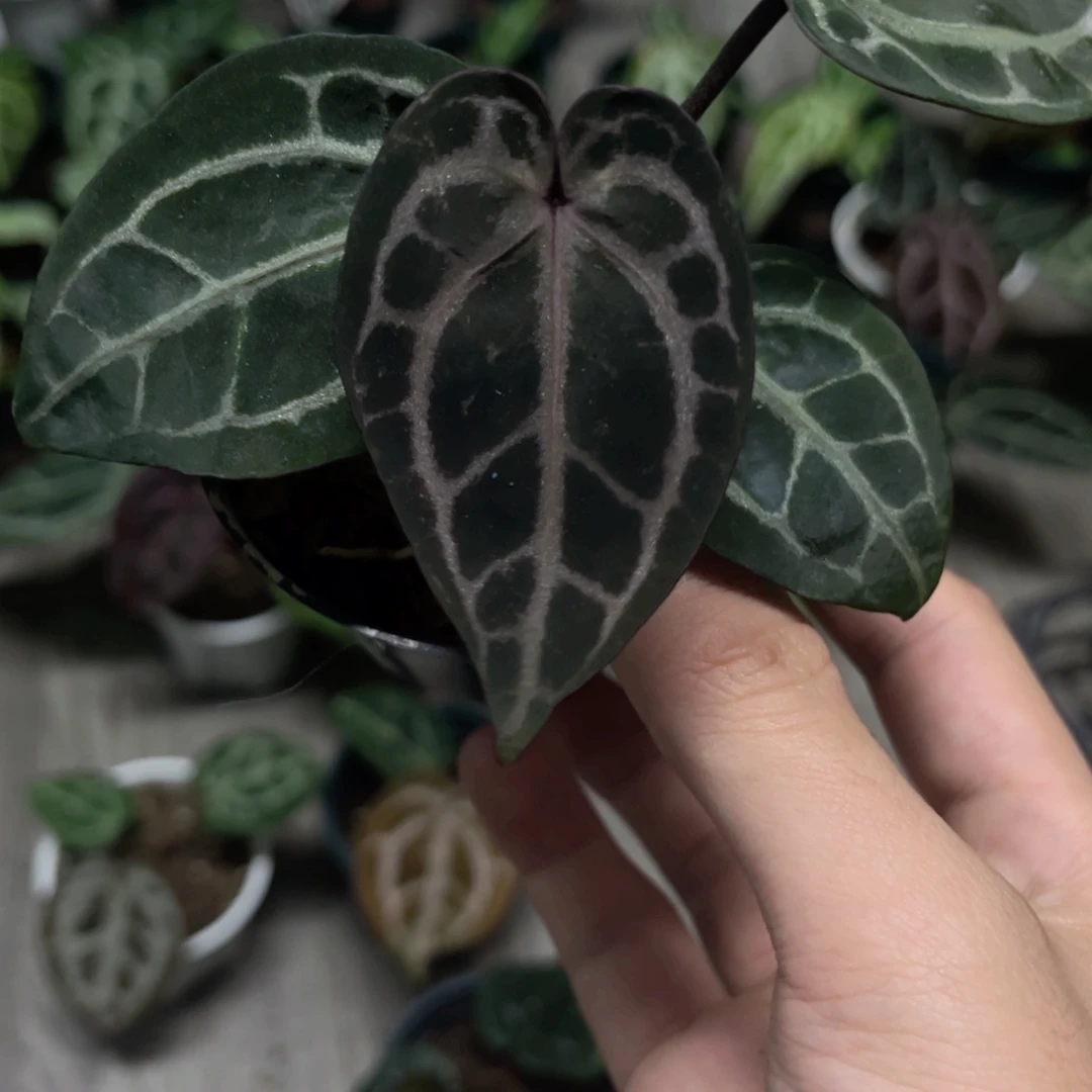 完全开放福利品米歇尔籽播