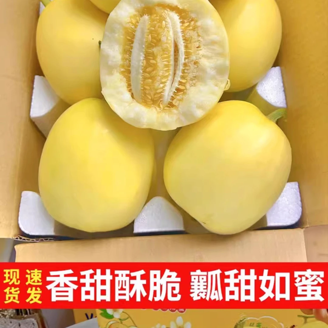 （残联助农）山东头茬小蜜蜂甜瓜早脆甜小蜜罐正（斤 ） 现采现摘脆甜多汁  老少皆宜