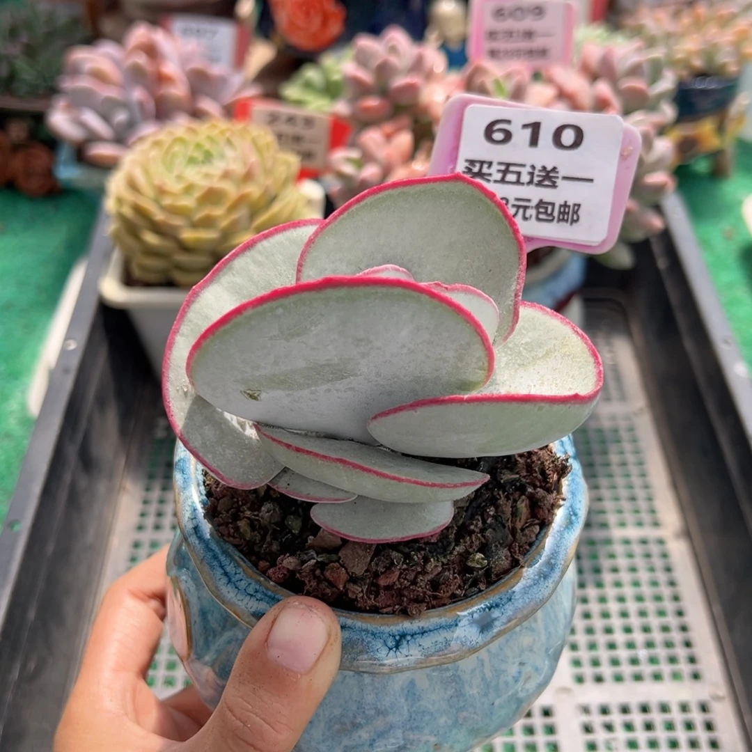 表妹精品多肉植物610.