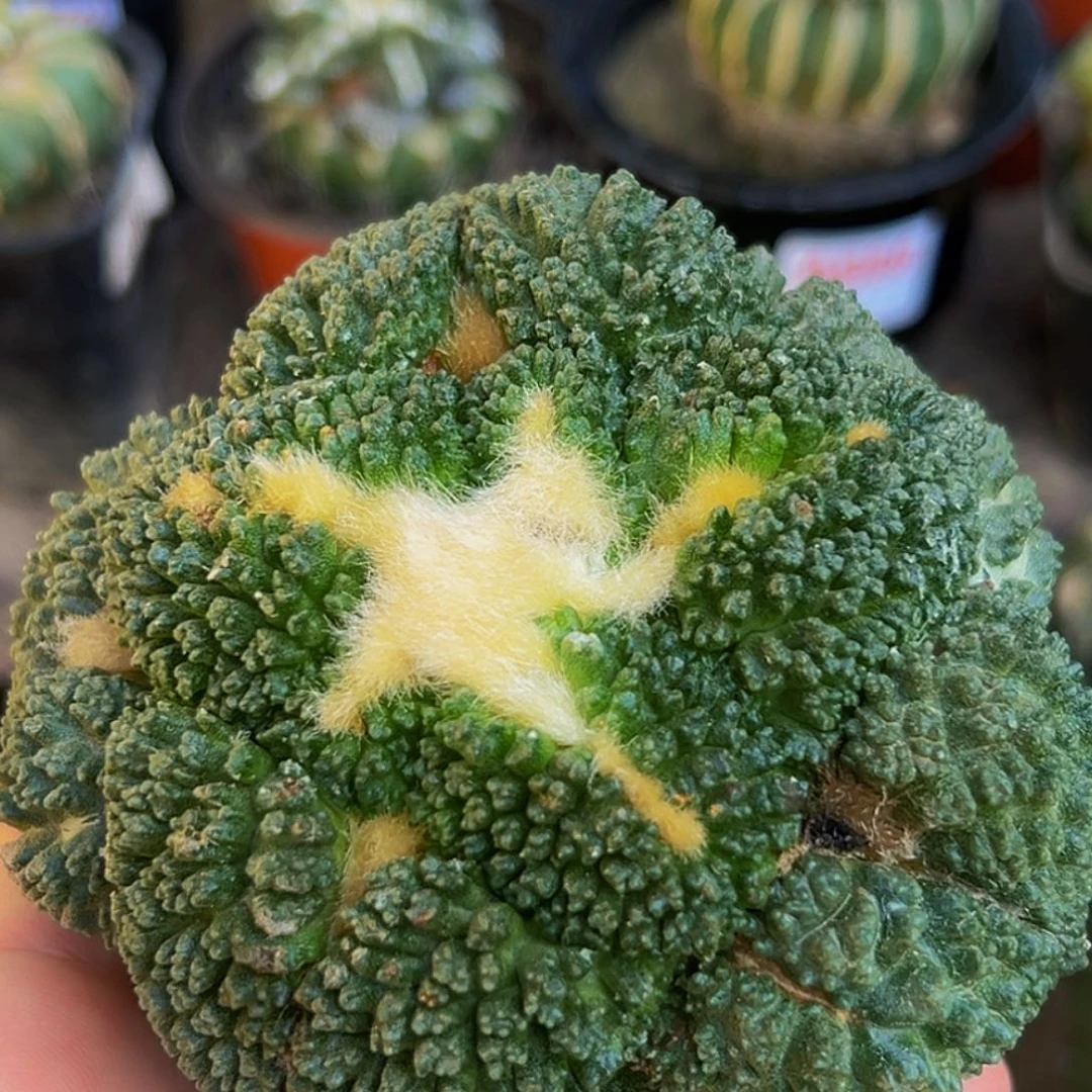 无花朵福利颗粒大尤哥斯拉怒牡丹760（5.7）