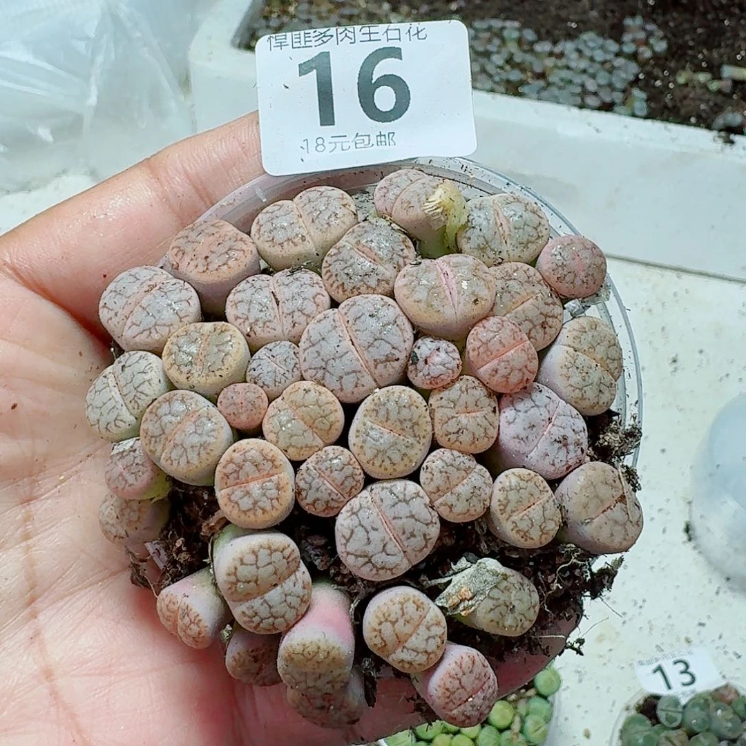 16多肉植物多肉植物