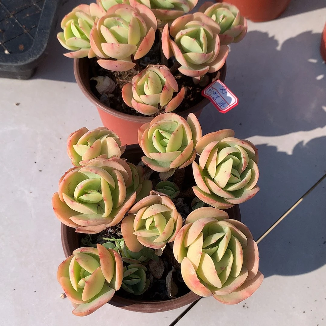 梦**你鸡蛋碧桃多肉两颗