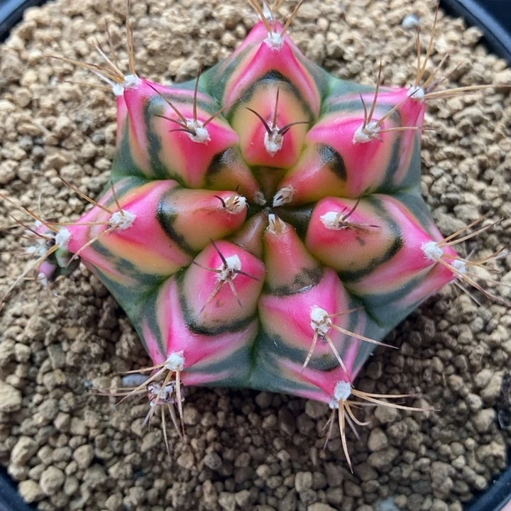 花田 米哈仙人球