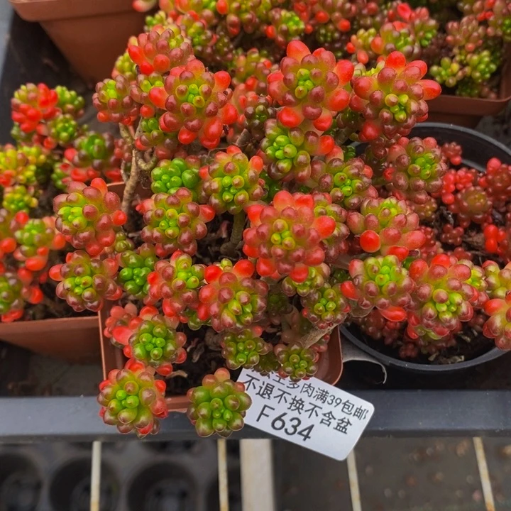 红浆果散拼634多肉植物