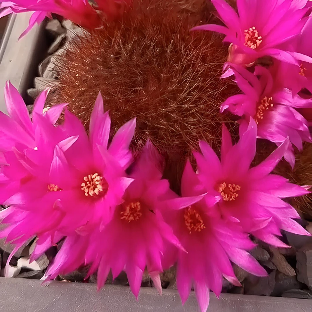 二妹园艺【嫁接红刺百丝巢沟宝  带柱子】仙人球满18包邮随机发