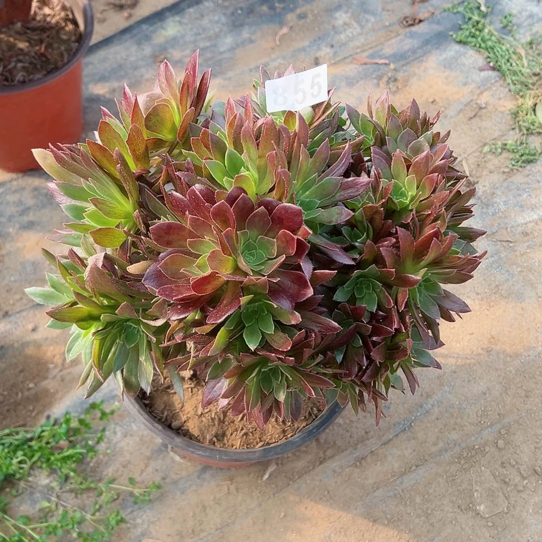 紫砂茶宠金辉老桩一颗855