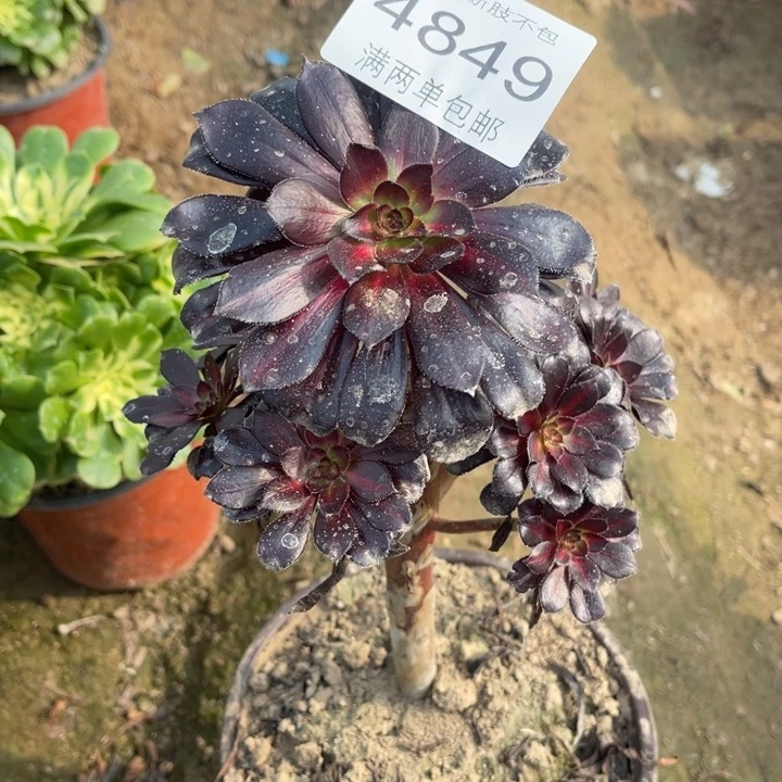 4849墨法的人多肉的