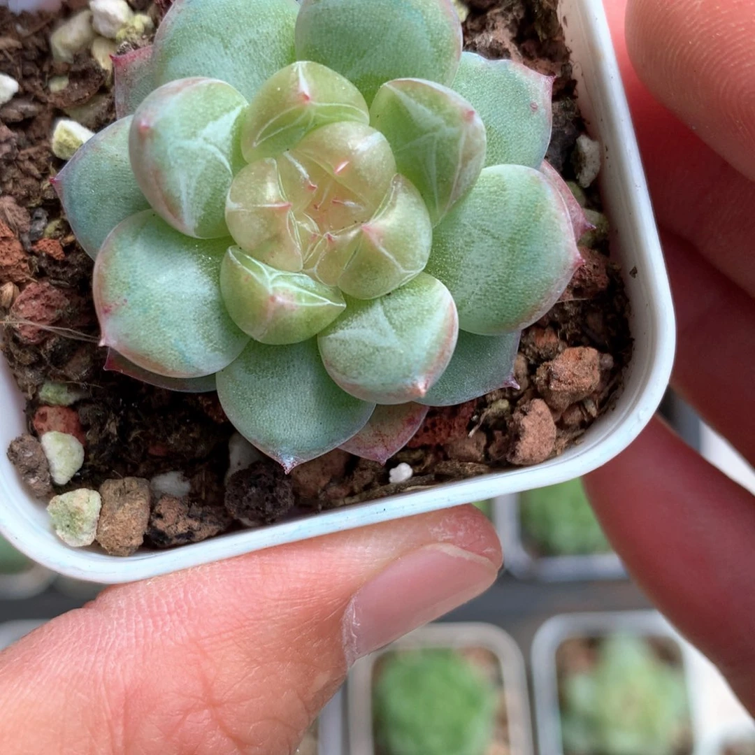 粉泡心。       36号