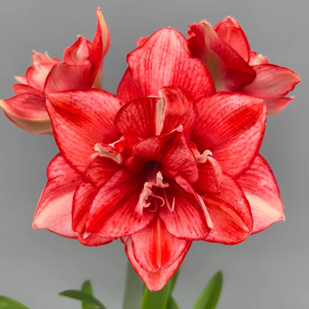 【爱的选择】重瓣朱顶红裸球自然球室内外盆栽地栽花卉植物