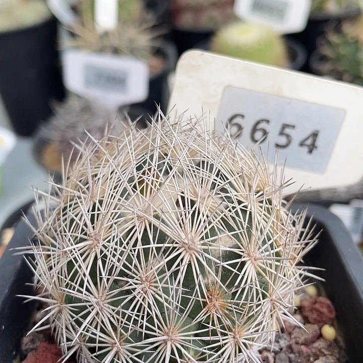 6654 海胆实生裸根发货