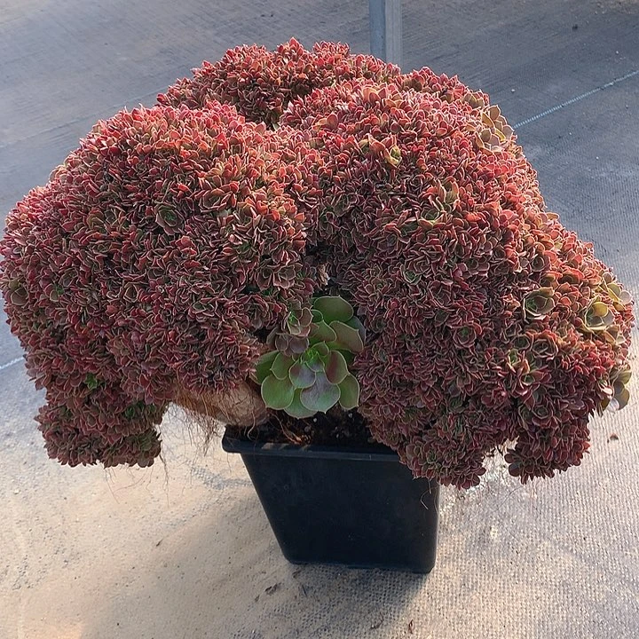 玫瑰朵朵脱土发货啊