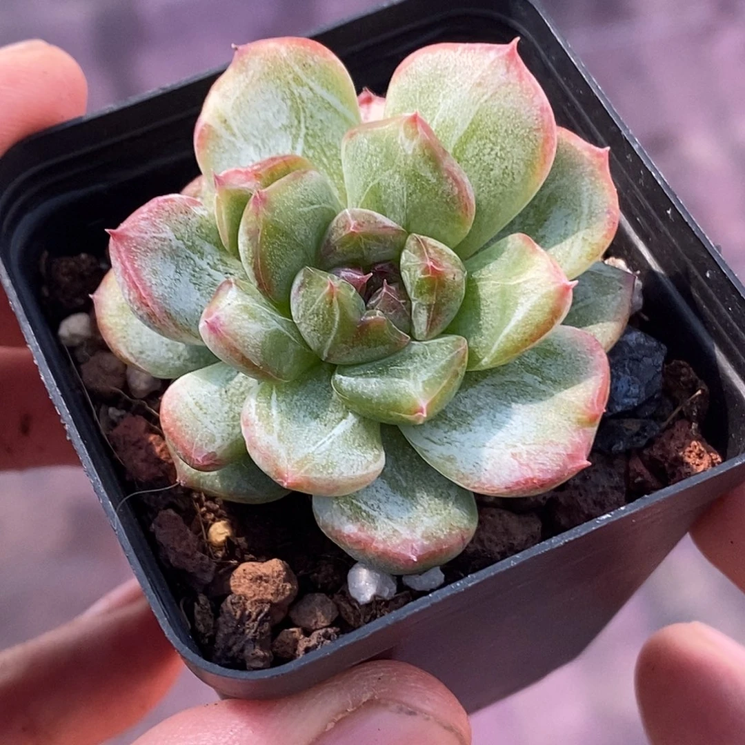 甜心石化30包邮非偏远