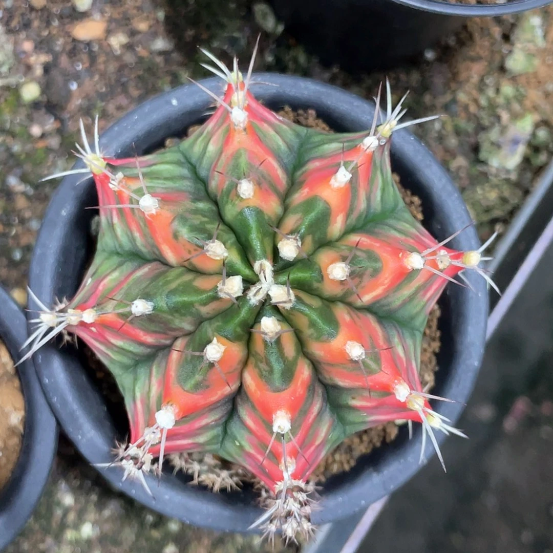 无花朵泰系实生根，V背锦
