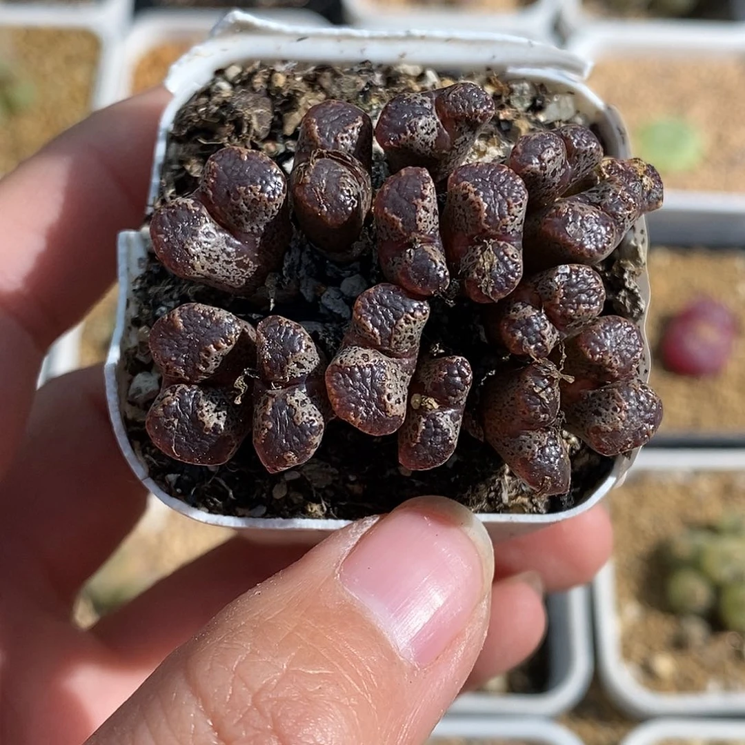 25-45-下播福利超蝶。