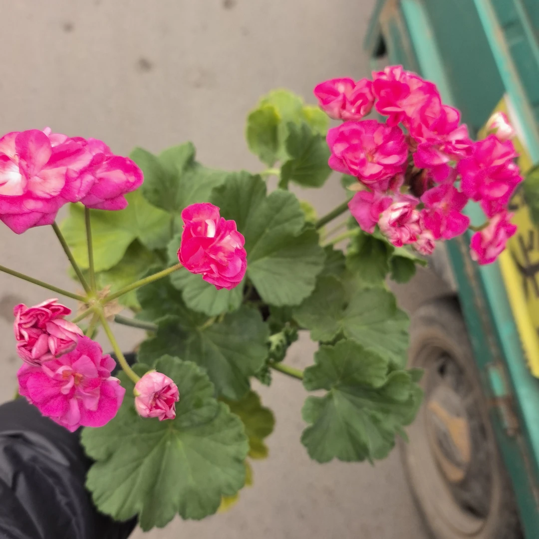 鲜艳需晒太阳的，红天竺葵花卉盆栽罗莎林达
