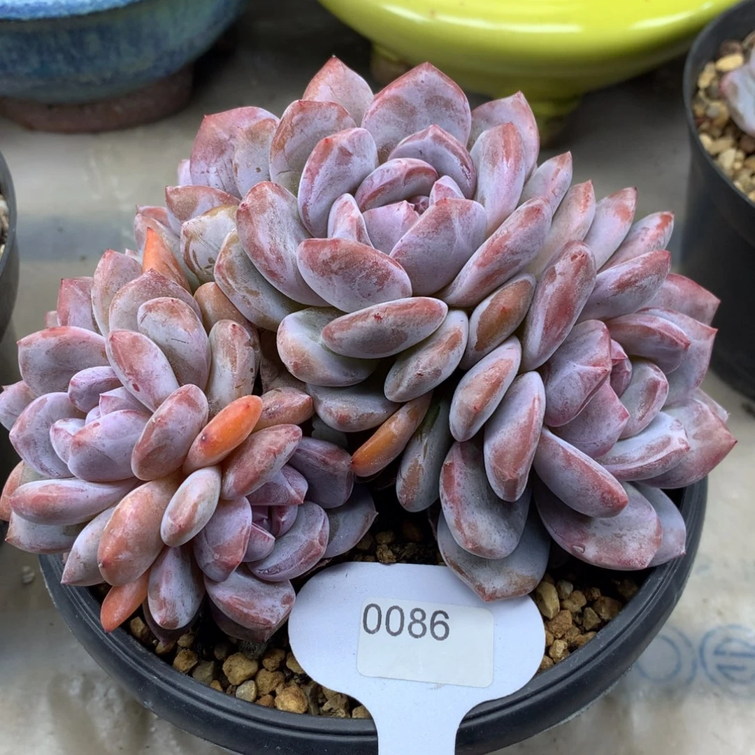 粉底紫心086/14cm6头
