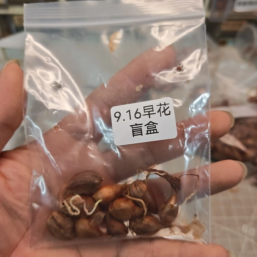 酢浆草早花盲盒一份