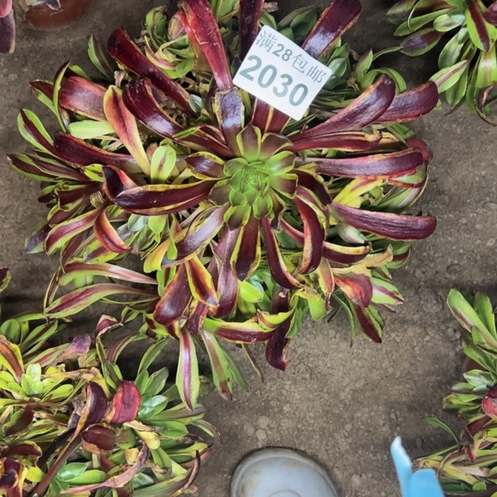 2030南欧嘉莉多肉植物