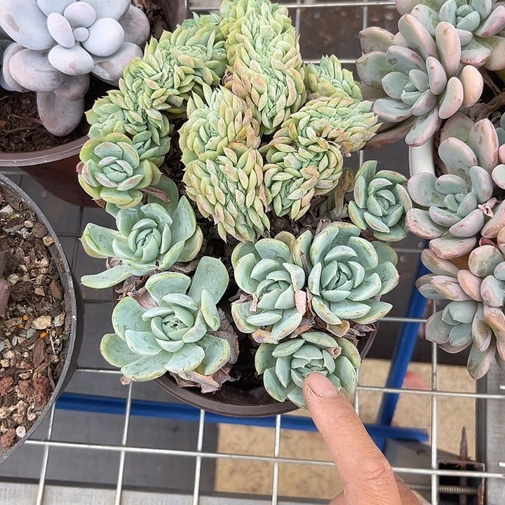 晨语多肉一物一拍贝瑞缀