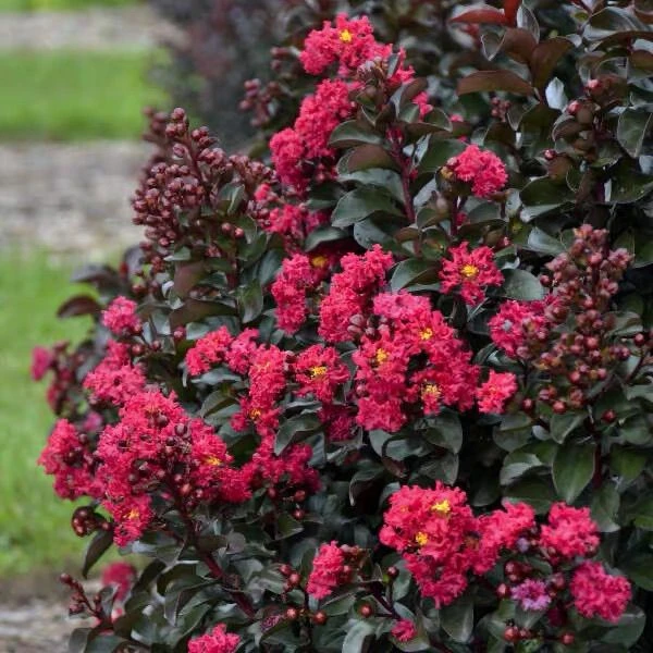 樱桃摩卡紫薇落叶花灌木盆栽苗花园庭院矮生型花卉植物耐寒耐旱
