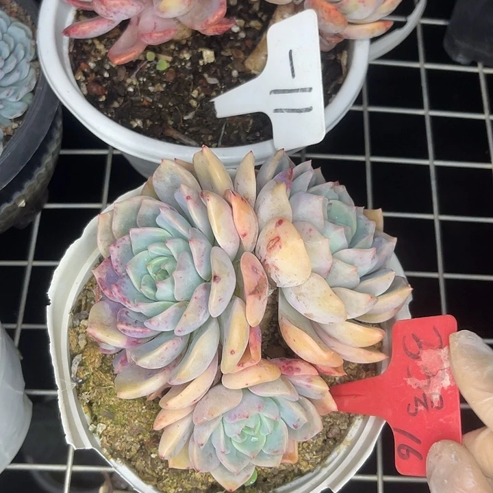 【***】两单包邮，一物一拍，33