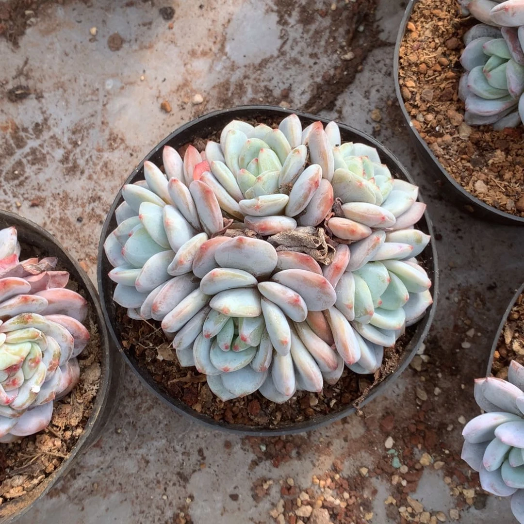 无花朵哈哈哈哈哈哈哈哈哈3