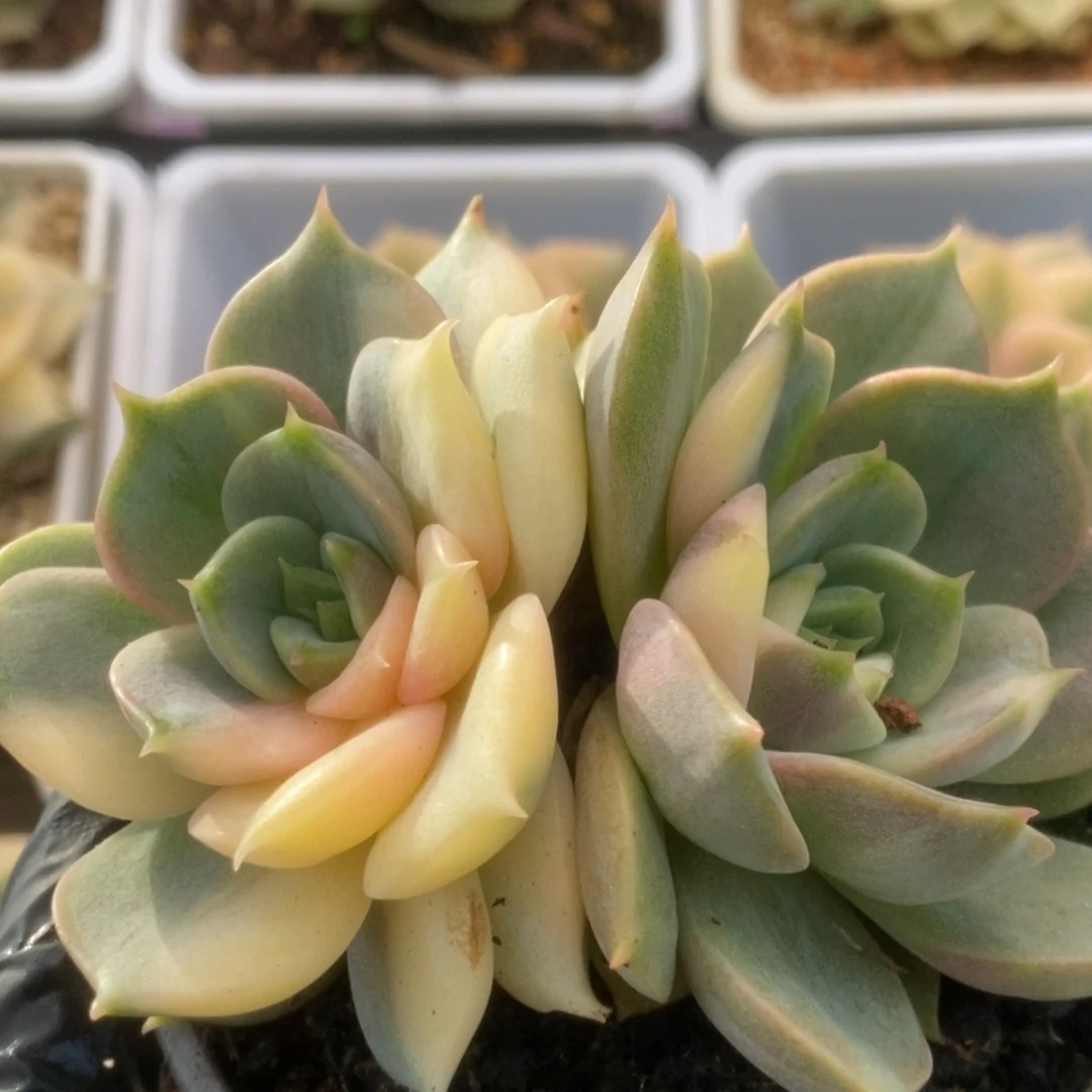 095贝加尔湖锦锦锦锦锦锦