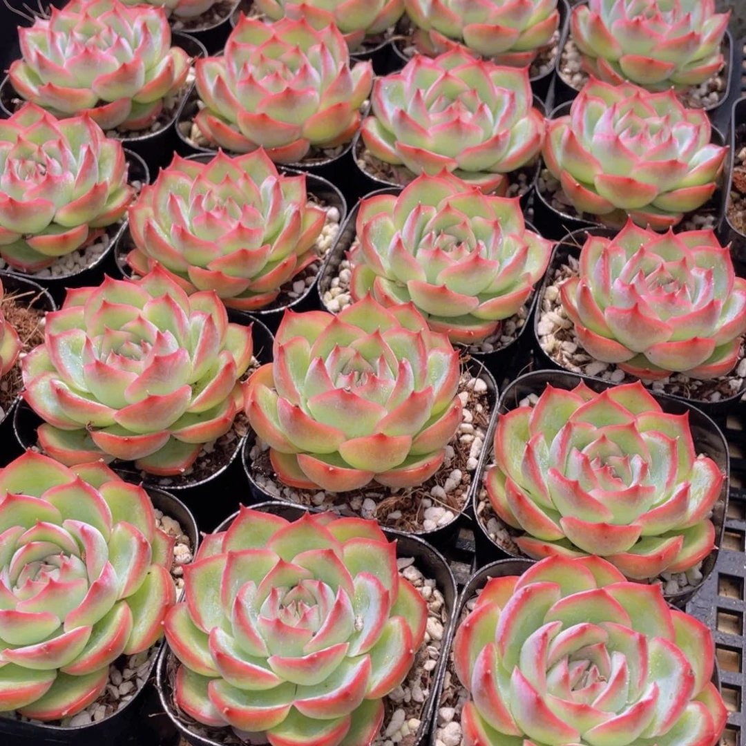 量拍37号 玫瑰花粉侧影单头一个