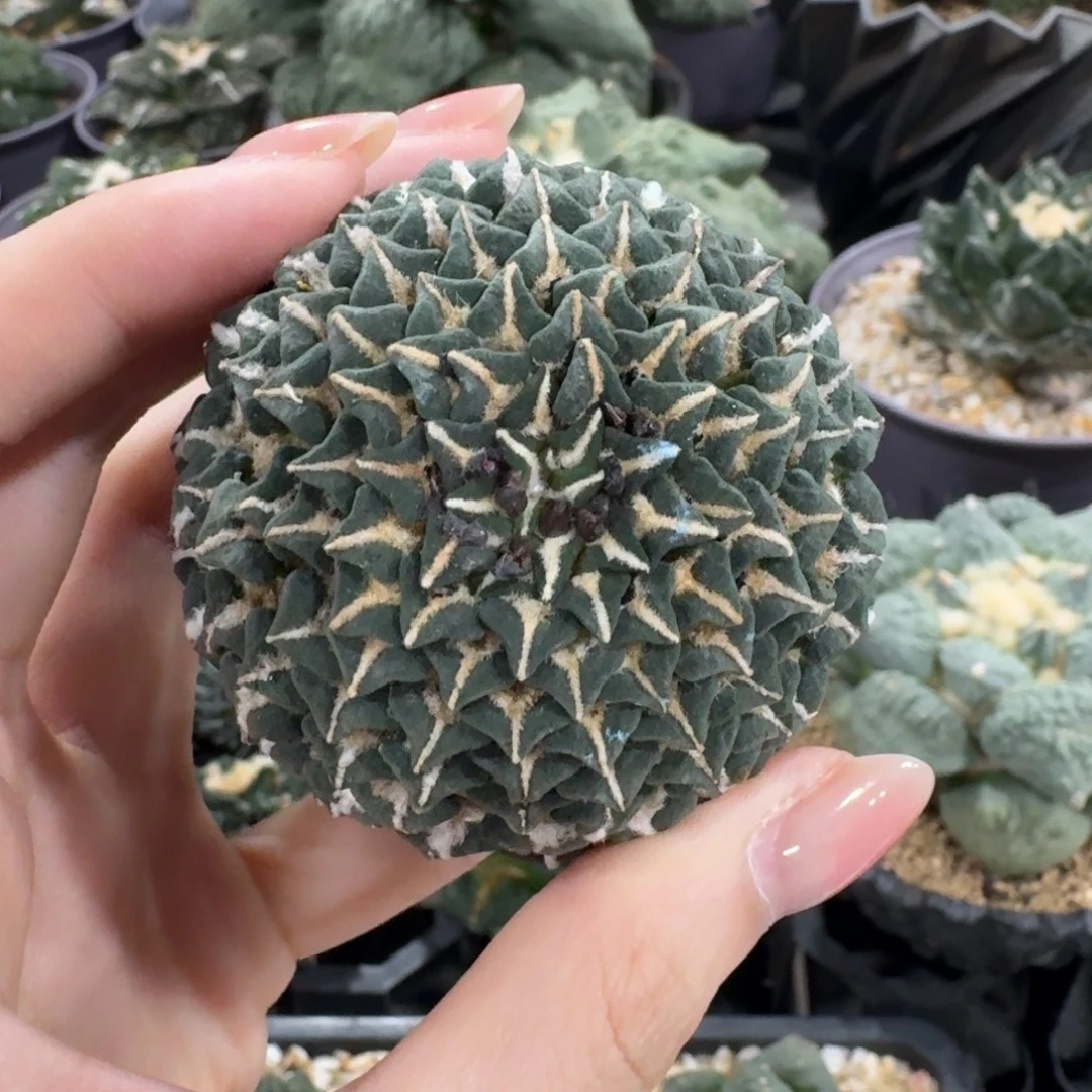 黑牡丹无根福利价
