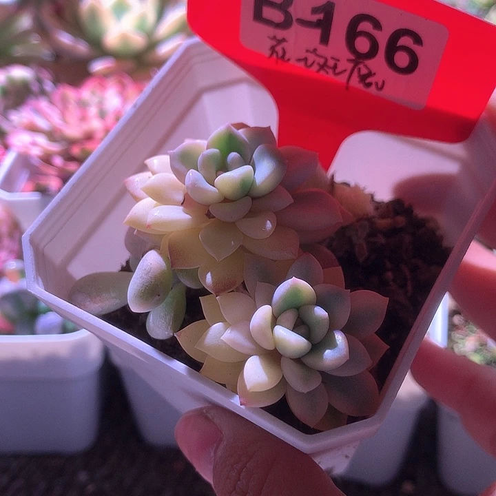 花斑鹿有根有根有根