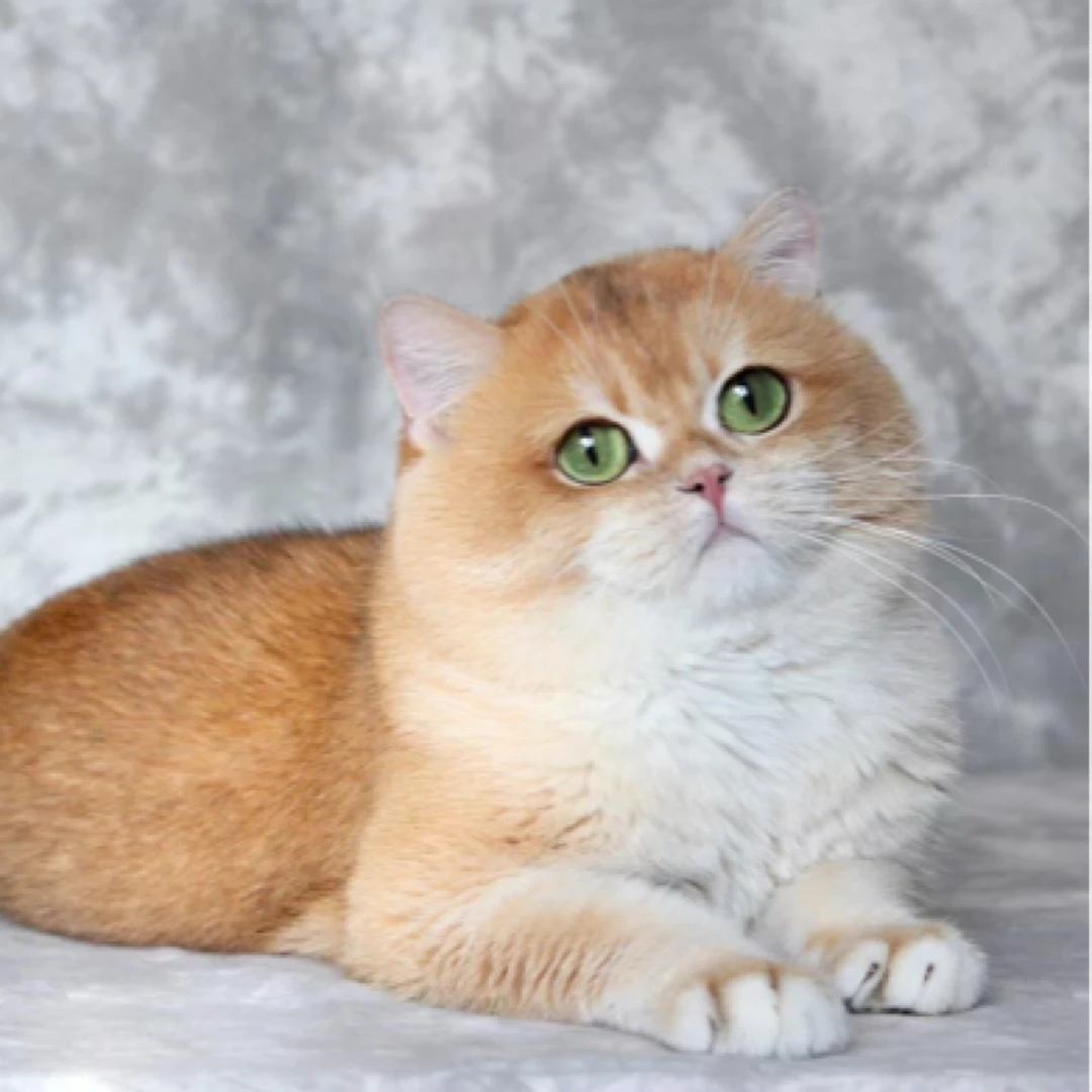 【小渝儿猫舍】英短系列金渐层幼猫熊版金渐层幼猫