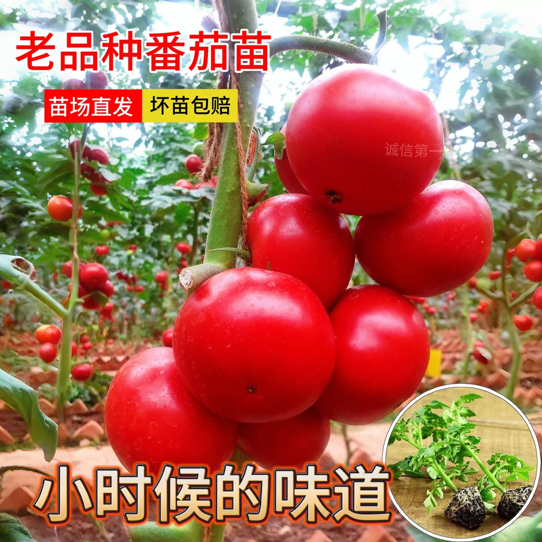 正宗大红番茄秧苗沙瓤老品种毛粉西红柿种子露天阳台种植带土发货