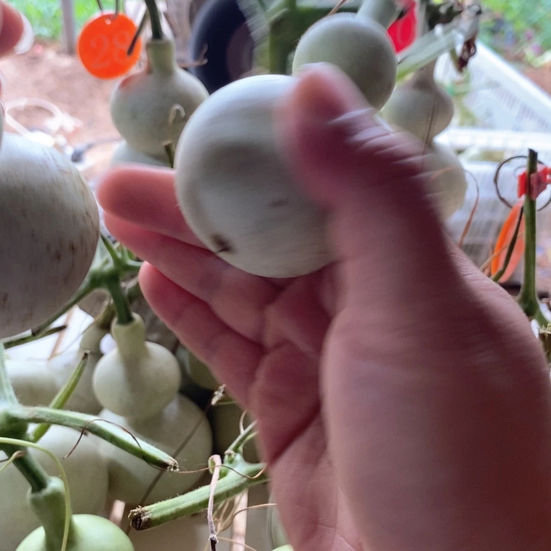 钱*多葫芦葫芦葫芦葫芦葫芦