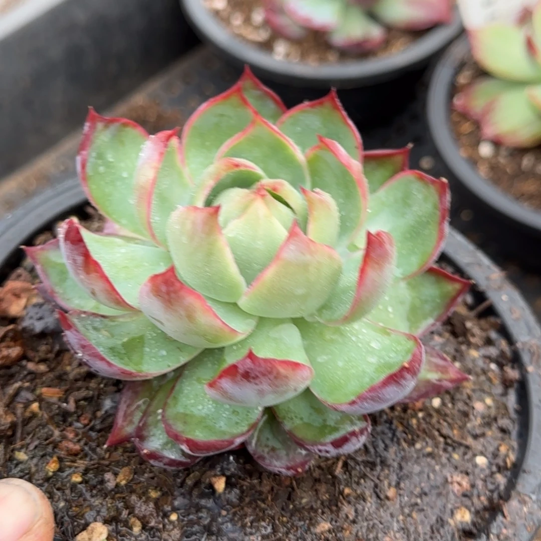 宝塔惊鸿一物一拍包装收缩花旱