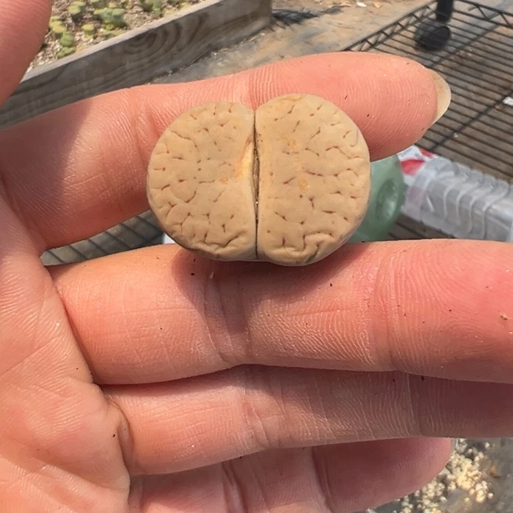 25389拿铁模特清