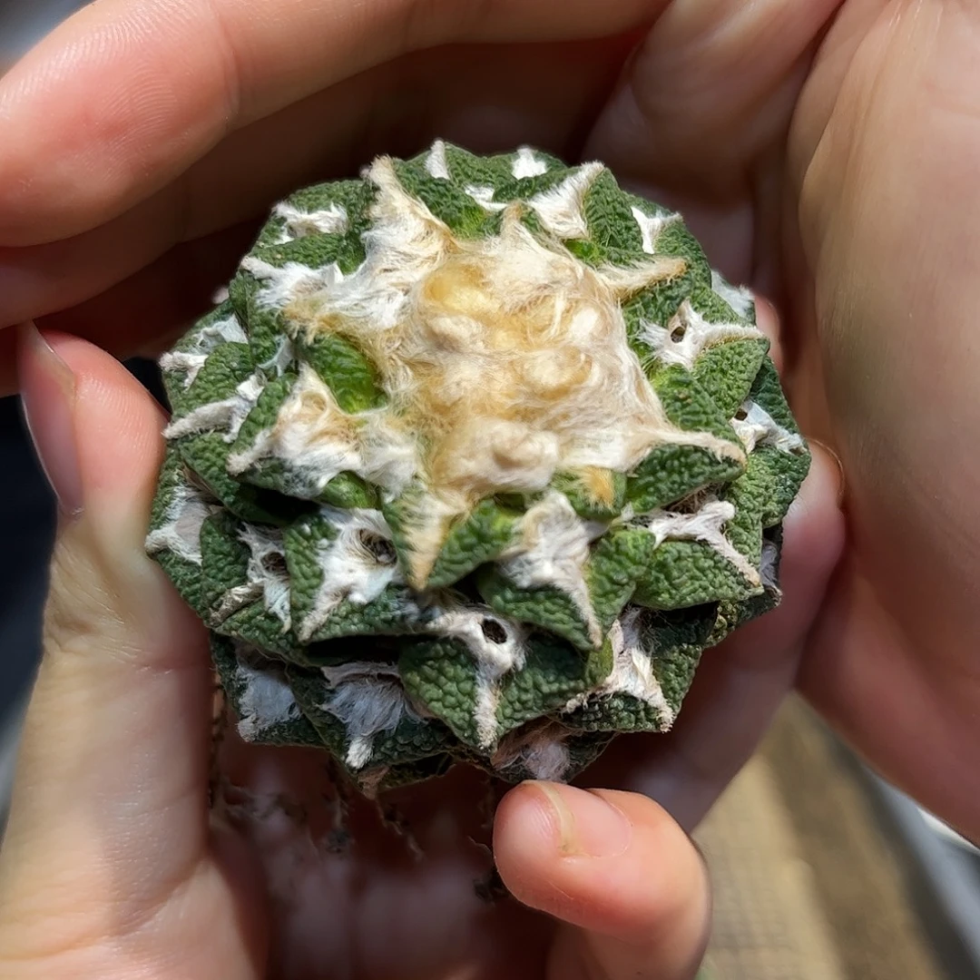 5cm自根萝卜根大尤黑牡丹