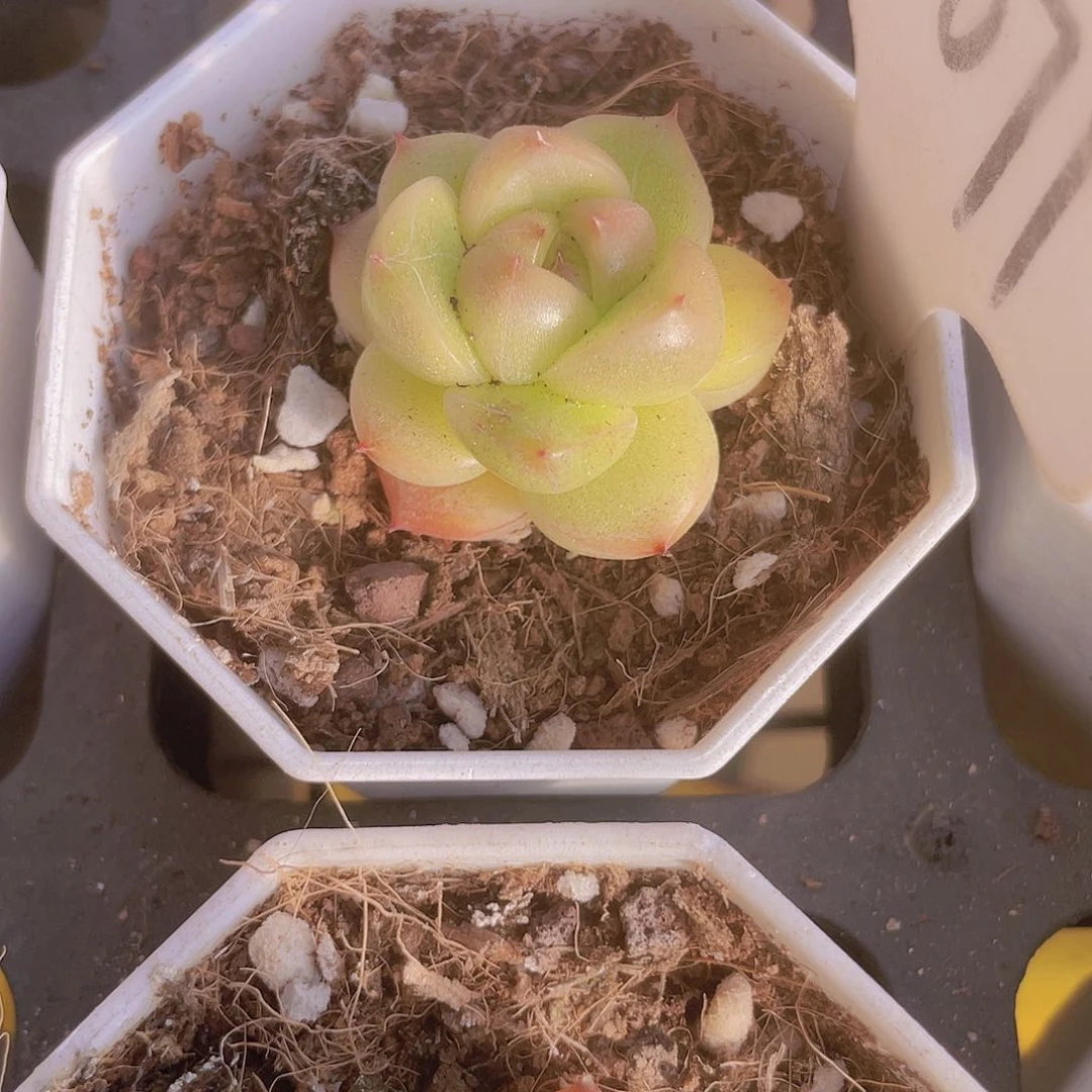 ?*墨明朗珍妮w071一物一拍多肉