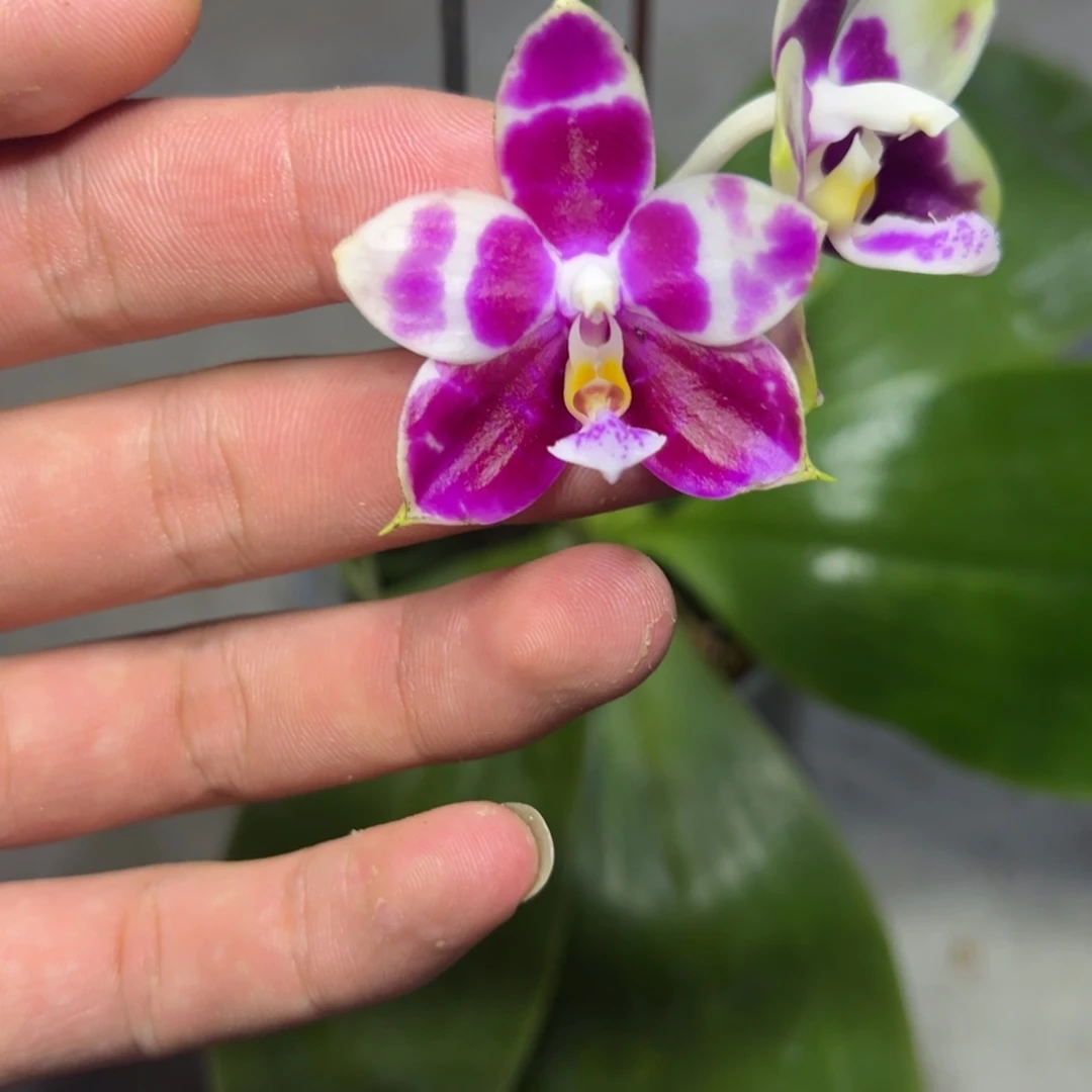 完全开放l533三寸ys1211