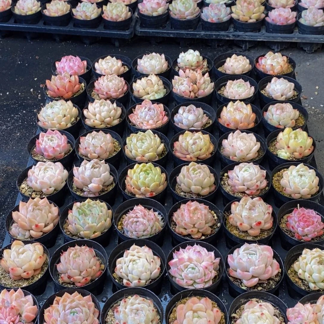 787多肉植物我都不知道