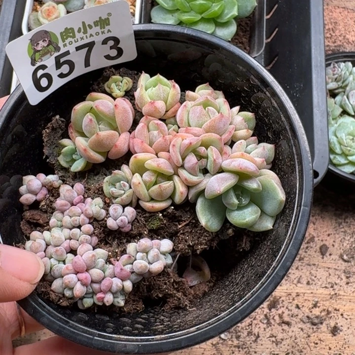 多肉植物多肉植物