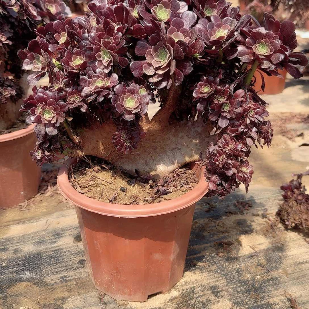 晒****?980欧紫朵朵一颗