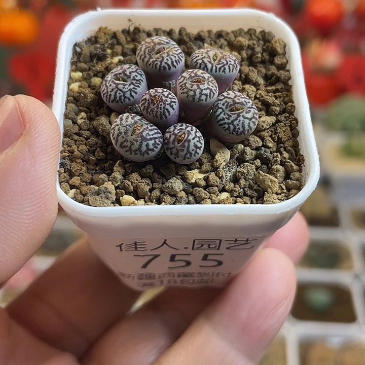 佳人园艺多肉生石花墨755