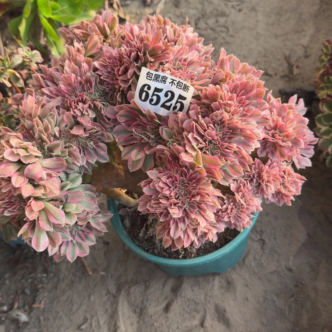 法师爱心天使缀化6525 16-20