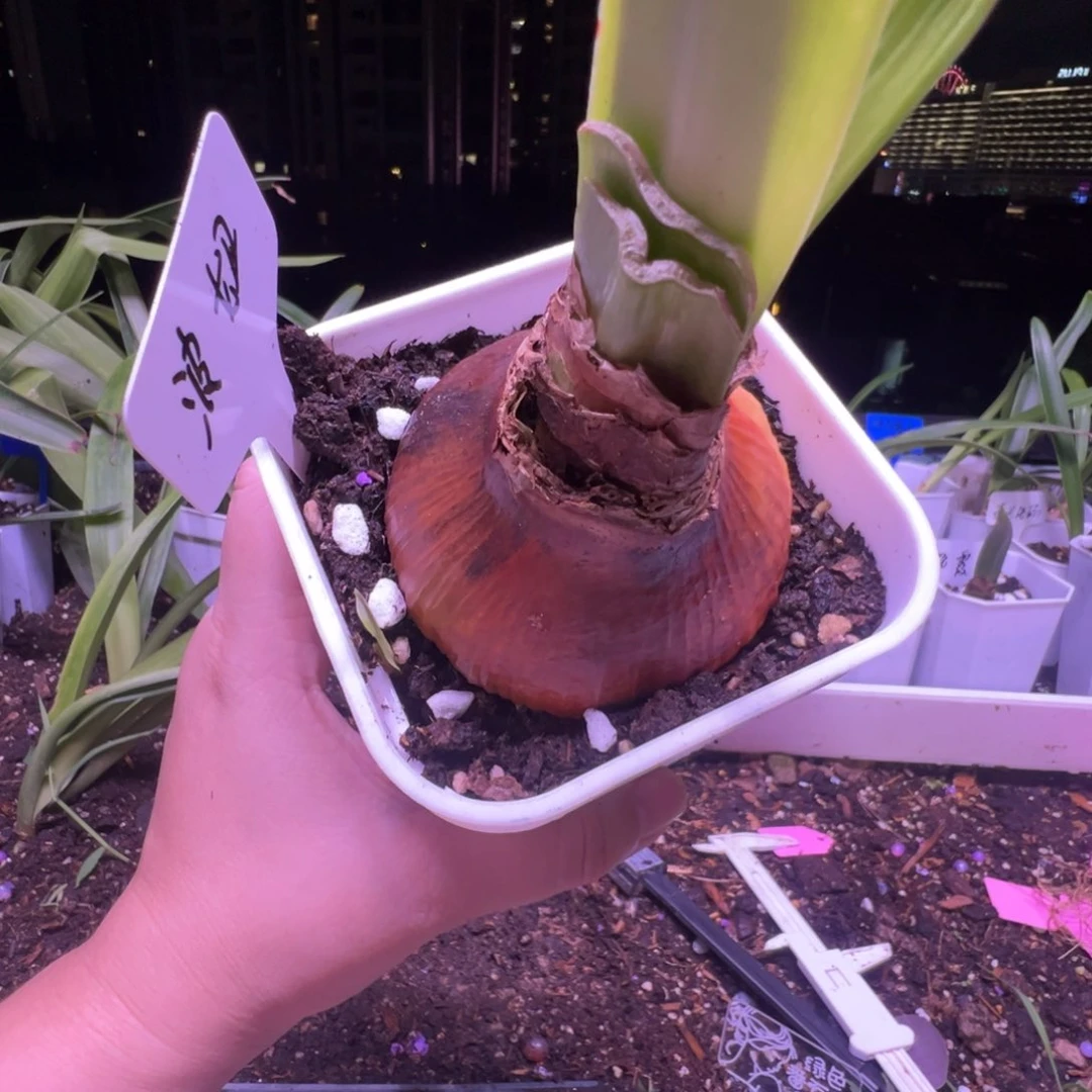 卧*吟S孤挺花园 波妞