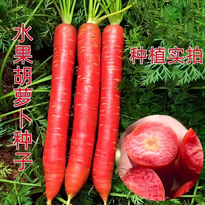 糖心水果胡萝卜种子四季甜脆红胡萝卜蔬菜种子特级红美人萝卜种子
