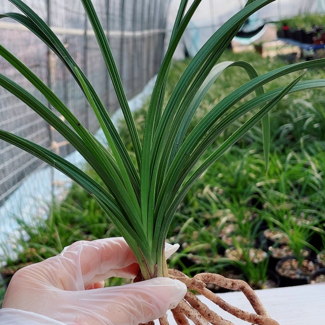 开***水完全开放兰花兰花